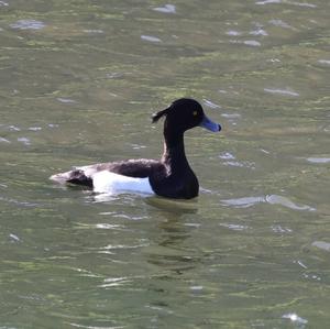 Tufted Duck