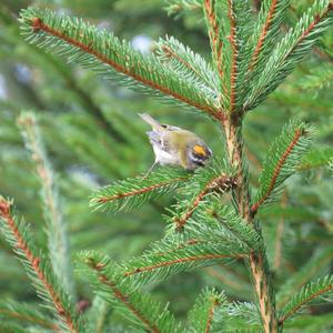 Sommergoldhähnchen