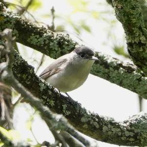 Lesser Whitethroat