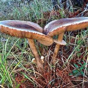 Parasol Mushroom