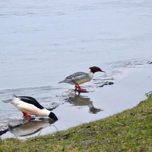 Common Merganser