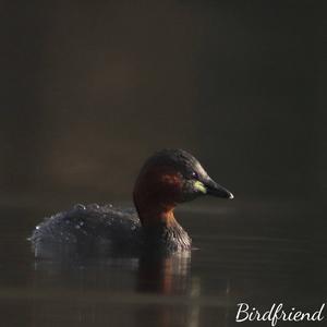 Little Grebe