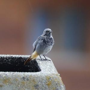 Black Redstart