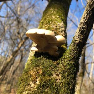 Oyster Mushroom