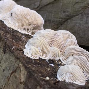 Gill Polypore