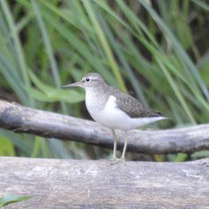 Common Sandpiper