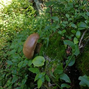 Bitter Bolete