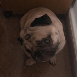 Pug