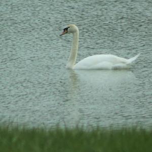 Mute Swan