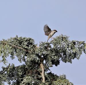 House Sparrow