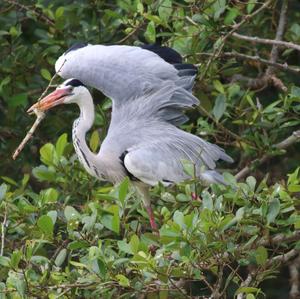 Grey Heron