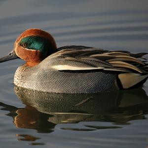 Common Teal