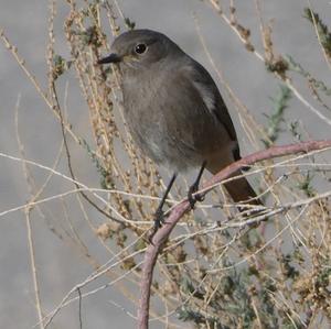 Black Redstart