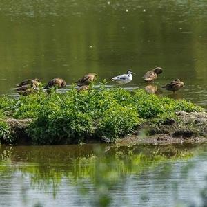 Pied Avocet