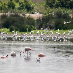 Greater Flamingo