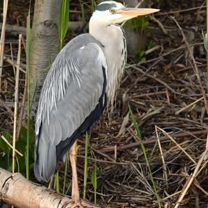 Grey Heron