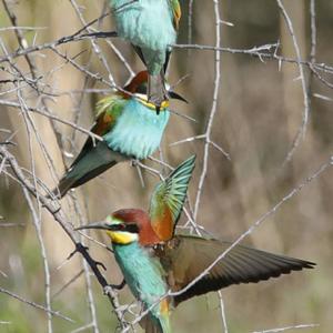 European Bee-eater