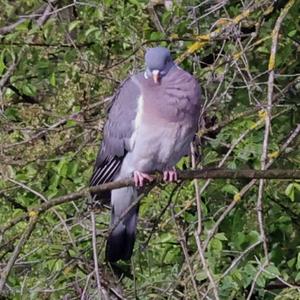 Common Wood-pigeon