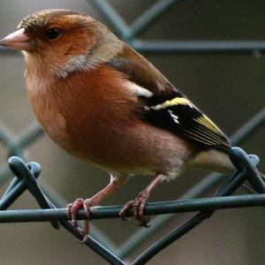 Eurasian Chaffinch