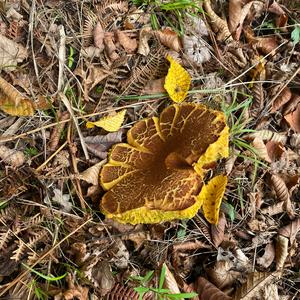 Yellow-cracked Bolete