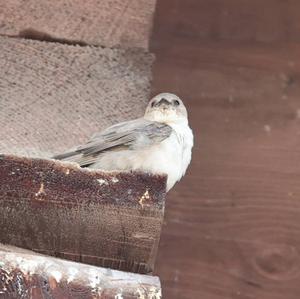 Eurasian Crag-martin