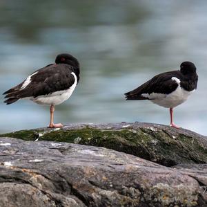 Eurasian Oystercatcher