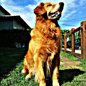 Unknown Breed