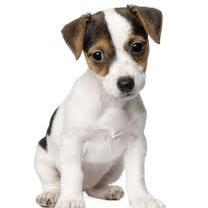 Jack Russell Terrier