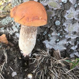 Orange Birch Bolete