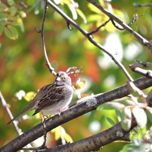 White-throated Sparrow