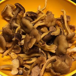 Trumpet Chanterelle