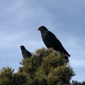 Yellow-billed Chough