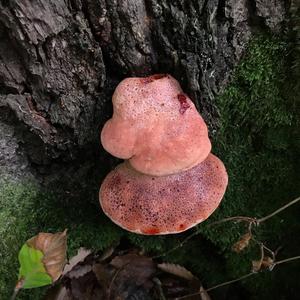 Beefsteak Polypore