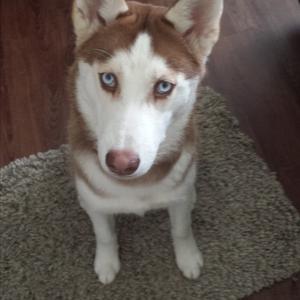 Siberian Husky