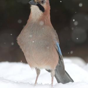 Eurasian Jay