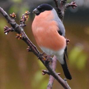 Eurasian Bullfinch