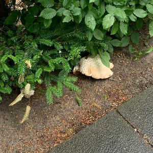 Summer Bolete