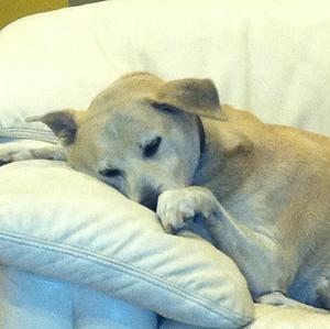 Unknown Breed