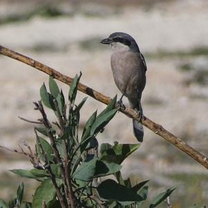 Great Grey Shrike