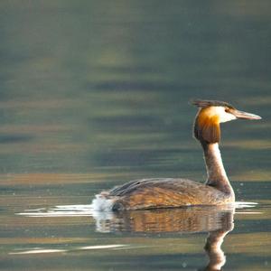 Great Crested Grebe