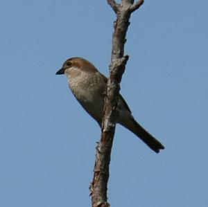 Red-backed Shrike