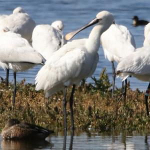 Eurasian Spoonbill