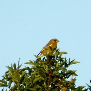 European Greenfinch