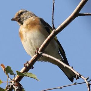 Brambling