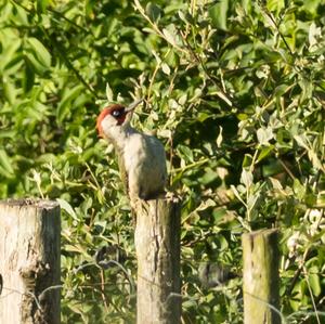 Eurasian Green Woodpecker