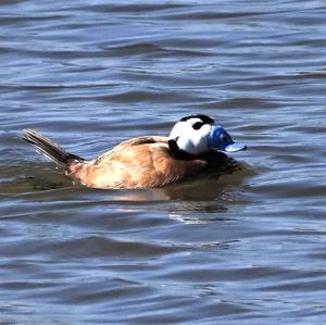 White-headed Duck