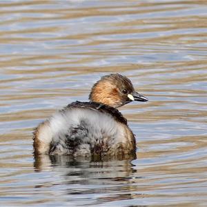 Little Grebe