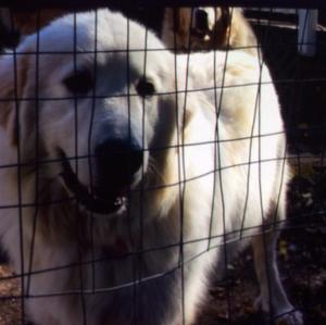 Great Pyrenees