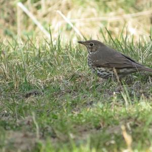 Song Thrush