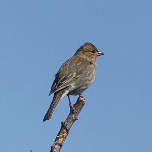 Eurasian Chaffinch